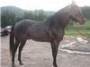 TOBY'S SPIRIT DANCER - Stallion - 8 years old - Sire: Johnson's Toby